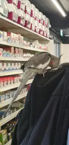 Annelies 04 Valkparkiet Beppie